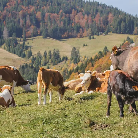 酒店 Schwarzwald-resort Roessle 4*