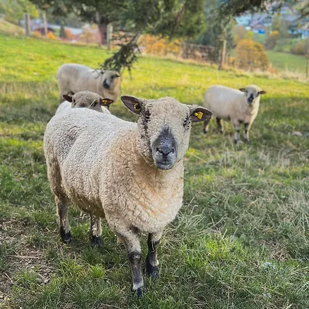 Schwarzwald-gasthof Rößle 4* Todtmoos