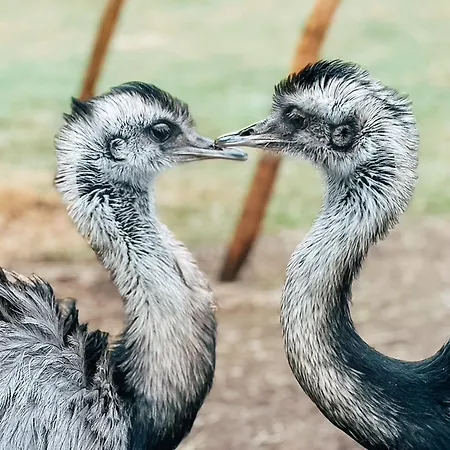 Hotel Schwarzwald-resort Roessle 4*